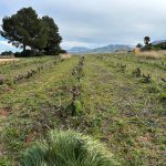Finca met gastenappartement in Jesus Pobre
